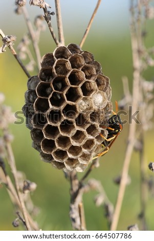 A macro of a field wasp building its hive. An insect female builds a dwelling for herself and her offspring. A bright summer and positive picture. Hives of boxes of strict geometric form.