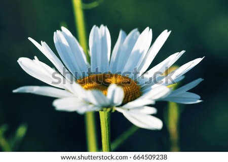 Bud of field chamomile close-up. A bright and positive summer snapshot of nature and fauna. Flower macro with white petals