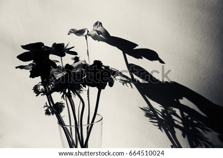 Fading Anemone flowers shadow silhouettes against wall. Abstract background. A game of light and shadow. Black and white.