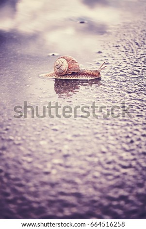 Vintage stylized photo of a snail crossing wet street after the rain, shallow depth of field.