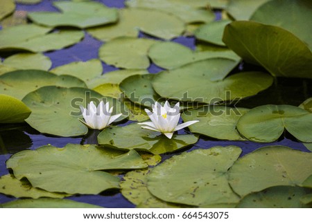 Beautiful water lilies in the Danube Delta
