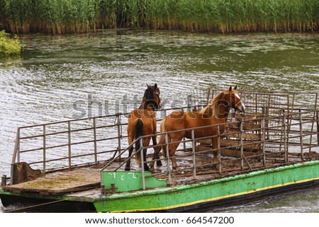 Wild horses from the captive delta delta and transported by ferry to water