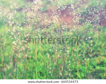 Close up grass meadow with water drops after raining in the morning