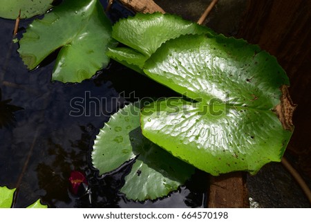 Beauty of lotus leaf