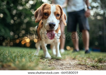 Portrait of a cute beagle outdoors in the park.