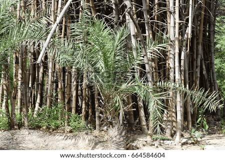 beautiful blend in a single picture dry bamboo plants with green palm tree