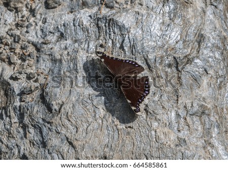 A butterfly sits on a rock