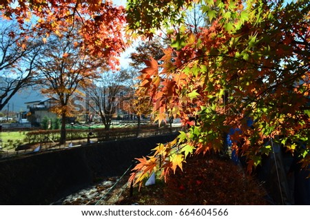 Colorful Maple