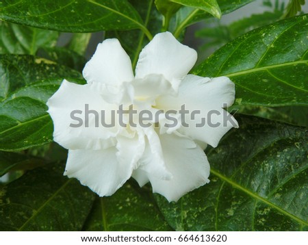 Close up of white Cape jasmine or Gardenia jasmine Flower ( Gardenia augusta (L.) Merr. ) Beautiful flower from and green leaves in the garden.