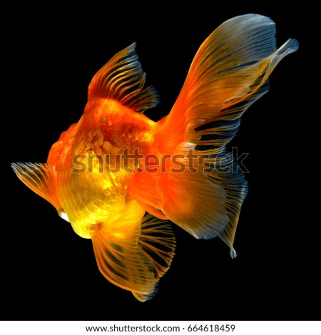 tail of gold fish isolated on black background