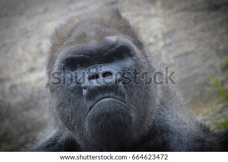 Gorilla Royalty-Free Stock Photo #664623472