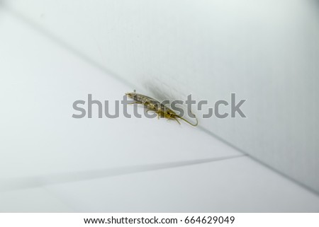 Insect feeding on paper - silverfish. Pest books and newspapers.