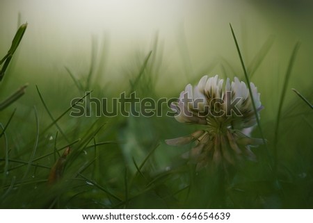 Flower of clover in the grass