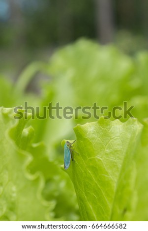 Green leafhopper (Cicadella viridis) on the salad leaf.