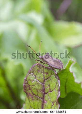 Brown stink bug on the salad leaf. 