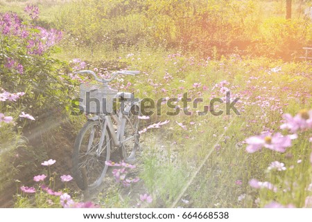 Landscape picture Vintage Bicycle with flower at sunset
