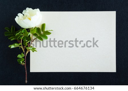 White rose on the dark background. Fresh flowers. Condolence card. Royalty-Free Stock Photo #664676134