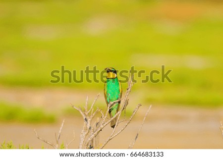 Colorful bird. Warm colors nature background.
