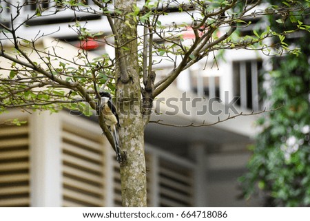 Little brown bird on a tree
