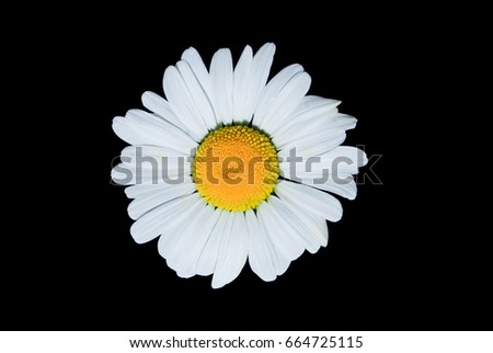 Head of daisy flower with many white petals isolated on black background, top view
