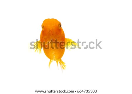 orange small fish in white background