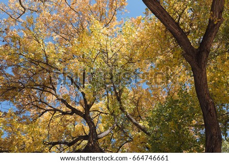 Cottonwood Trees in New Mexico