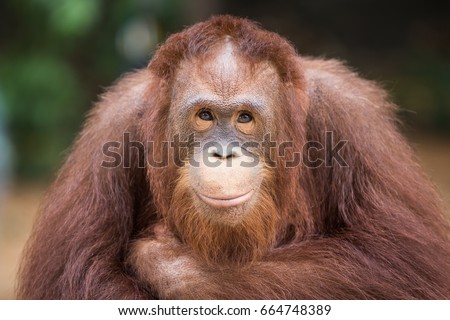 Portrait smiling Orangutans sit for the photographer take a picture.