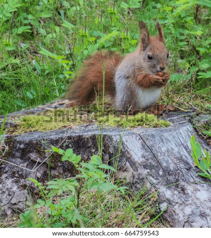 A squirrel sitting on a tree trunk and eating a nut