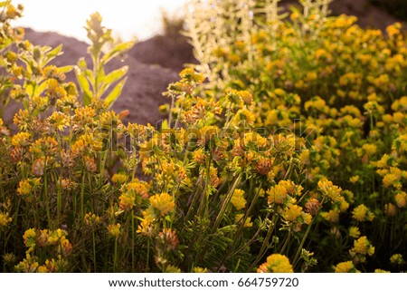 Blooming yellow clover in the summer season in the golden hour.