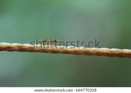 An ant walking through the rope