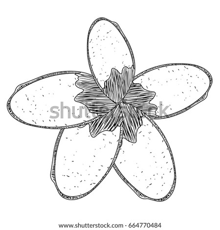 Isolated sketch of a flower, Vector illustration