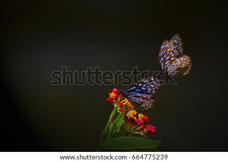 Butterfly with red flowers on black background. Beautiful butterfly and flowers.