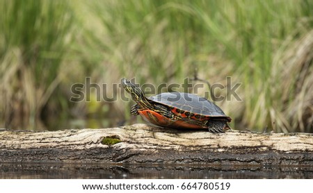 Mud turtle on a log Royalty-Free Stock Photo #664780519
