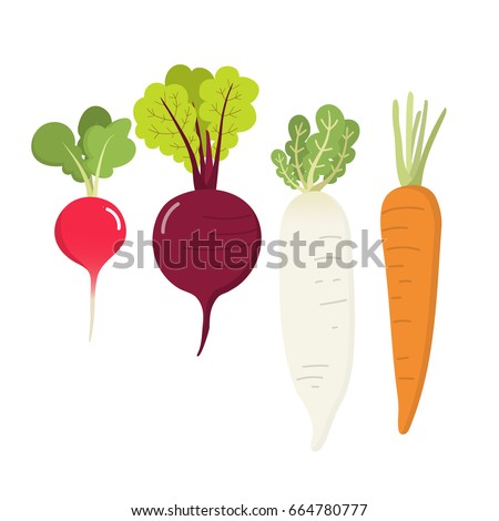 radish, carrot, beet root and daikon vector Royalty-Free Stock Photo #664780777