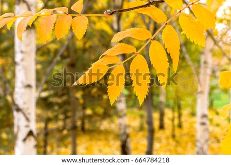 Yellow leaves of mountain ash in the autumn forest.
