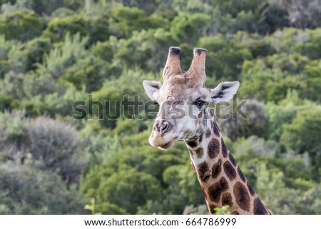 Giraffe looking left with green background in South Africa
