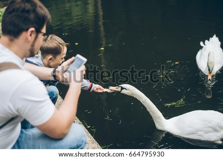 Man feeding swan with grass , swan in the lake