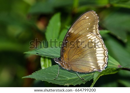 Image of The Great Egg-fly Butterfly on nature background. Insect Animal (Hypolimnas bolina Linnaeus, 1758)
