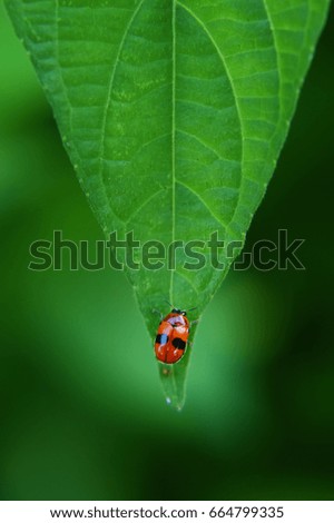Isolated Ladybird On Green Leaf