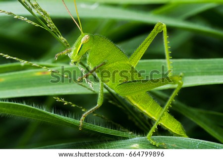Macro Young Green grasshopper eating grass. Picture communicate abundance.
