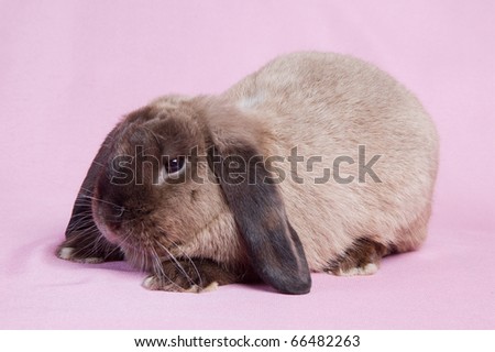 Small fluffy rabbit on a pink background