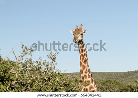 Giraffe peaking his head out and looking front left in South Africa