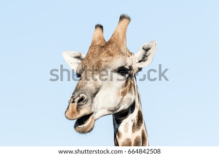 Giraffe head with mouth open