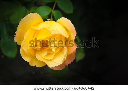 Beautiful large yellow rose with green leaves on a dark background. One flower. Rural garden. Summer. Free space for text