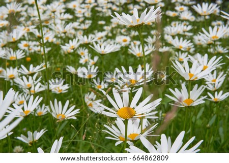 White daisies field, meadow with white flowers, photographed selective focus                           