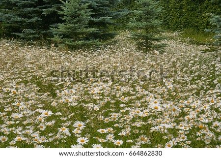 White daisies field, meadow with white flowers, photographed selective focus                           