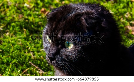 Black Scottish Fold Munchkin Cat in the sunlight. His name's Albert!