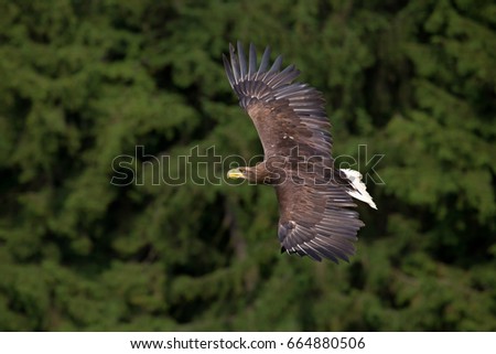 White-tailed eagle (Haliaeetus albicilla), also known as the ern, erne, gray eagle, Eurasian sea eagle and white-tailed sea-eagle. They are considered a close cousin of the bald eagle.