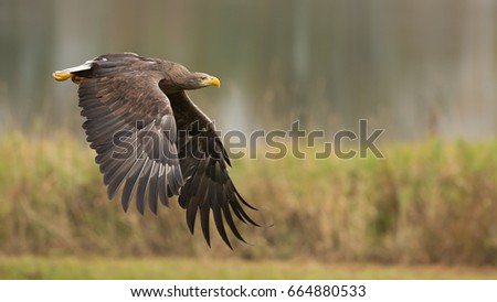 White-tailed eagle (Haliaeetus albicilla), also known as the ern, erne, gray eagle, Eurasian sea eagle and white-tailed sea-eagle. They are considered a close cousin of the bald eagle.