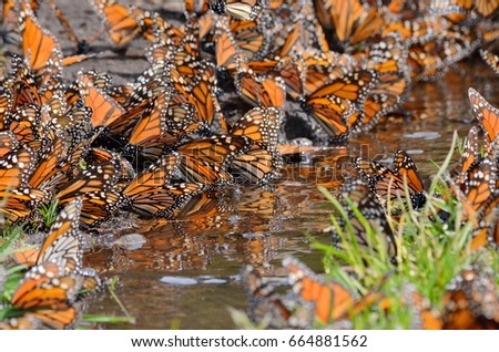 Monarch Butterflies around water on the ground, Michoacan, Mexico Royalty-Free Stock Photo #664881562